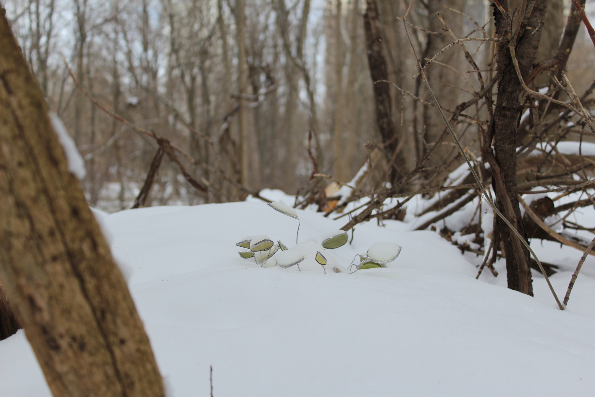 Photo of stained glass leaves partially buried in snow in a forest.